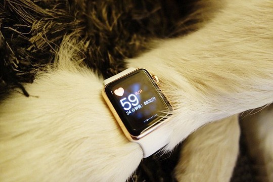 Quy tu ty phu TQ mua Apple Watch deo cho cho cung-Hinh-2