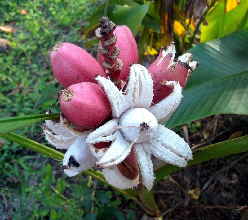 Me man loai chuoi hong bat mat vua lam canh vua an-Hinh-5