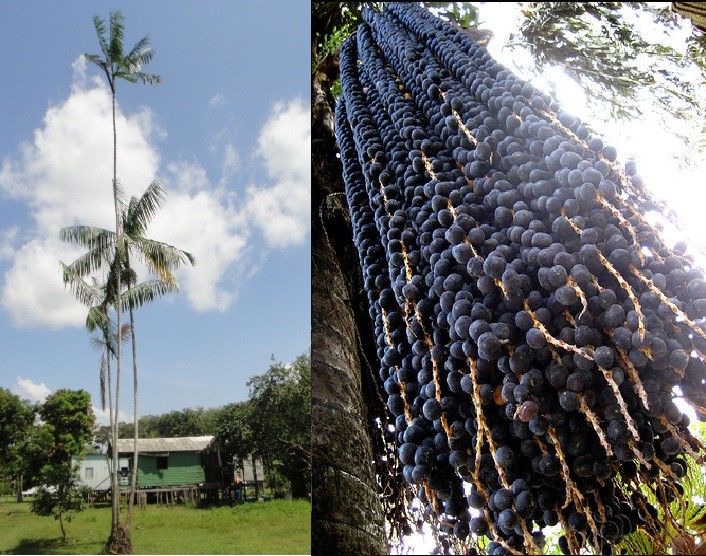 Thu hoach sieu qua acai berry hai ra tien