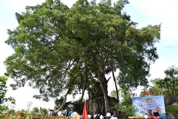 Nhung cay canh co thu “gia tren troi” o Viet Nam-Hinh-3