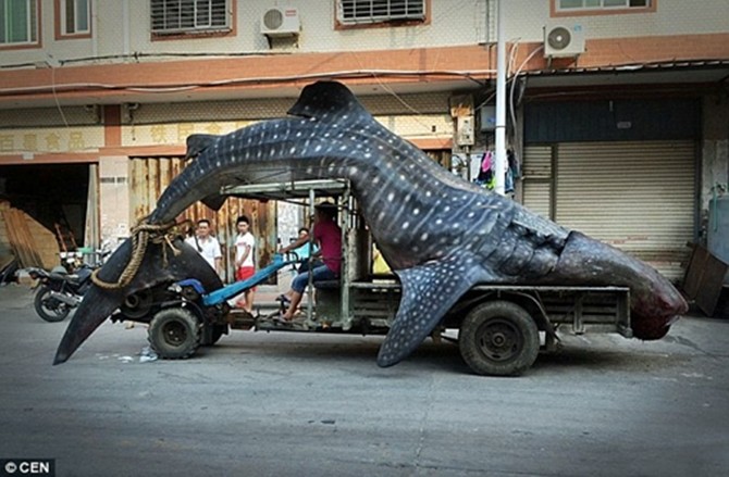 Can canh ca khong lo sa luoi ngu dan-Hinh-4