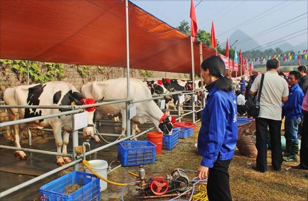 “Hoa hau Bo sua” Moc Chau an tuong tren bao Anh-Hinh-8