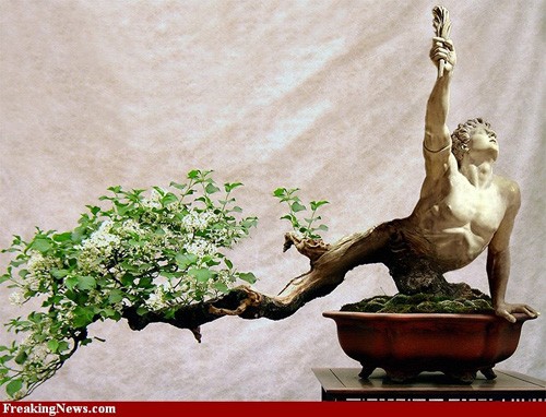 Nhung chau bonsai hinh thu sieu ky la-Hinh-3