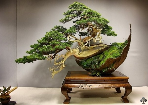Nhung chau bonsai hinh thu sieu ky la-Hinh-8