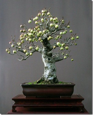 Me man bonsai hoa qua sai triu trit-Hinh-6