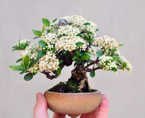 Ngam bonsai no day hoa hut hon khach hang-Hinh-10