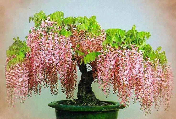 Ngam bonsai no day hoa hut hon khach hang-Hinh-11