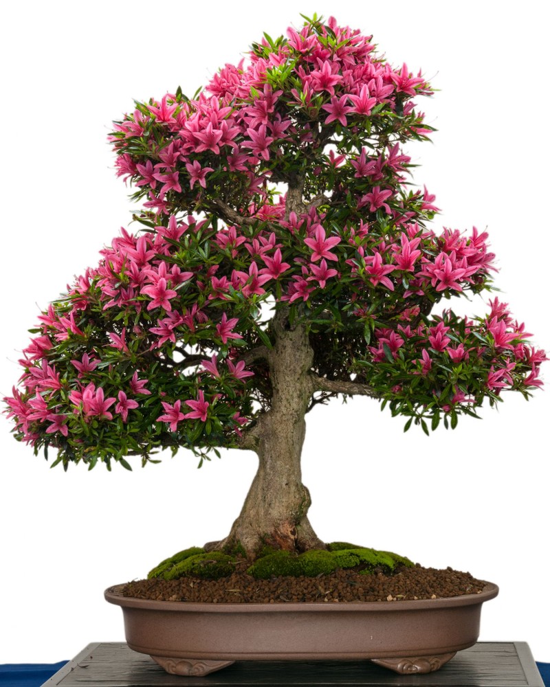 Ngam bonsai no day hoa hut hon khach hang-Hinh-12