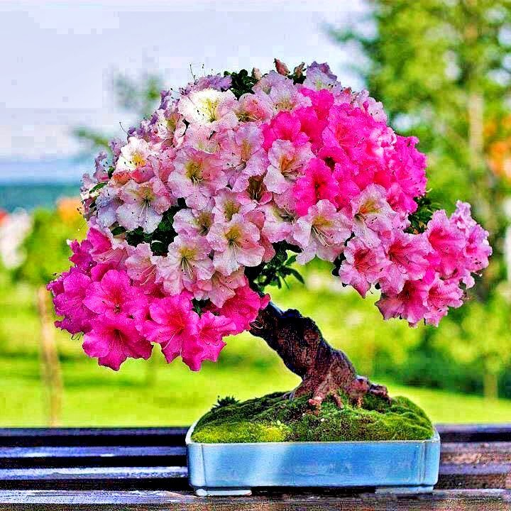 Ngam bonsai no day hoa hut hon khach hang-Hinh-14
