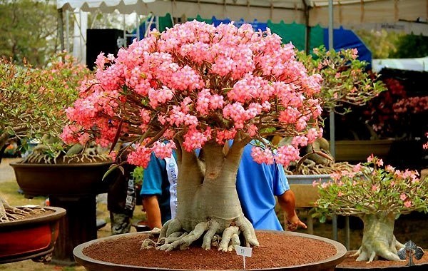 Ngam bonsai no day hoa hut hon khach hang-Hinh-2