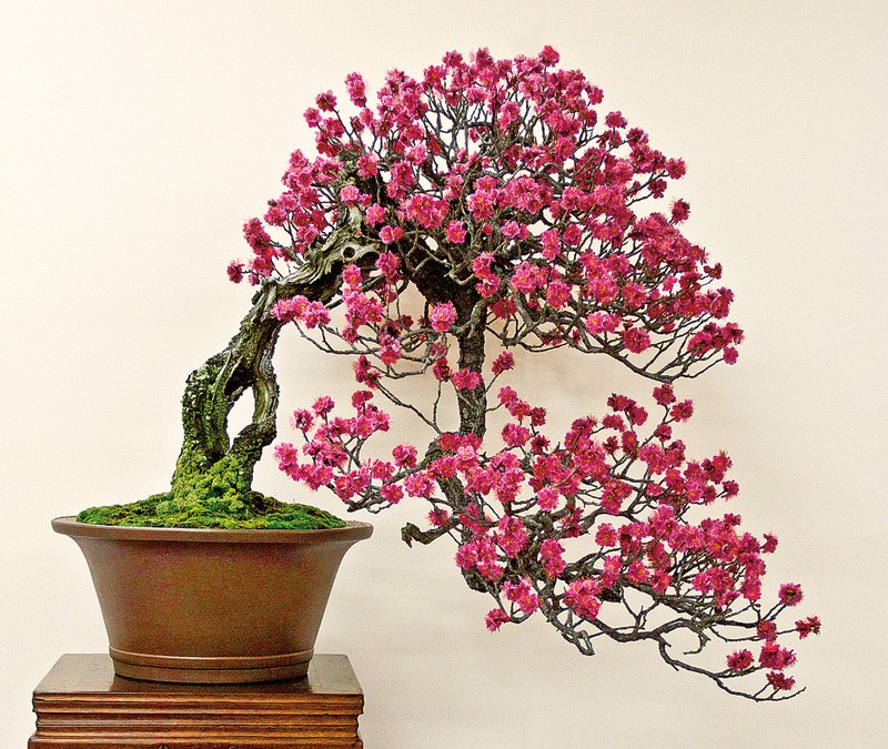 Ngam bonsai no day hoa hut hon khach hang-Hinh-3