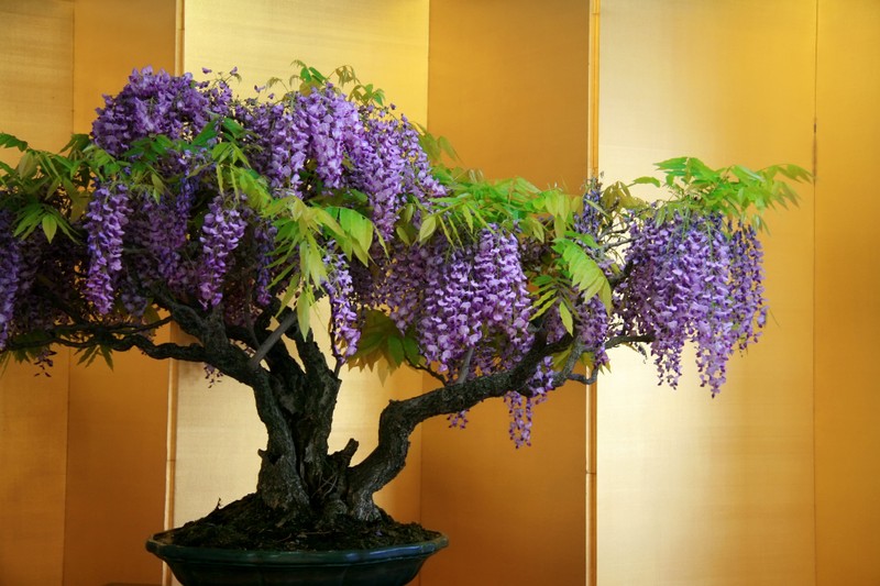 Ngam bonsai no day hoa hut hon khach hang-Hinh-4