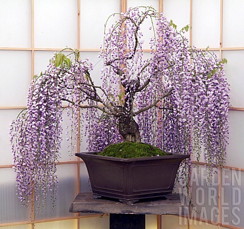 Ngam bonsai no day hoa hut hon khach hang-Hinh-7