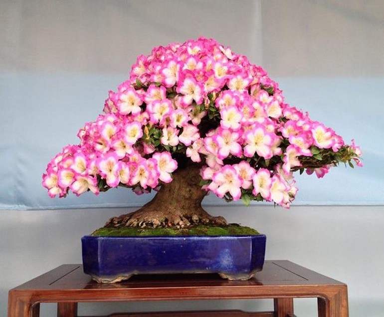 Ngam bonsai no day hoa hut hon khach hang-Hinh-8