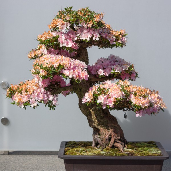 Ngam bonsai no day hoa hut hon khach hang-Hinh-9