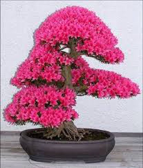Ngam bonsai no day hoa hut hon khach hang