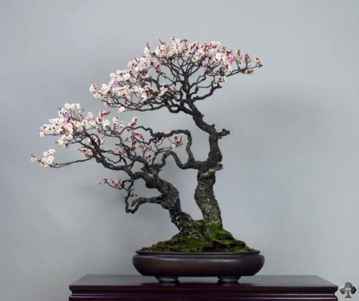 Nhung chau hoa bonsai dep ngat ngay-Hinh-10