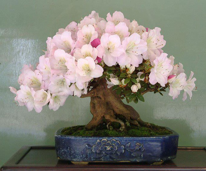 Nhung chau hoa bonsai dep ngat ngay-Hinh-11