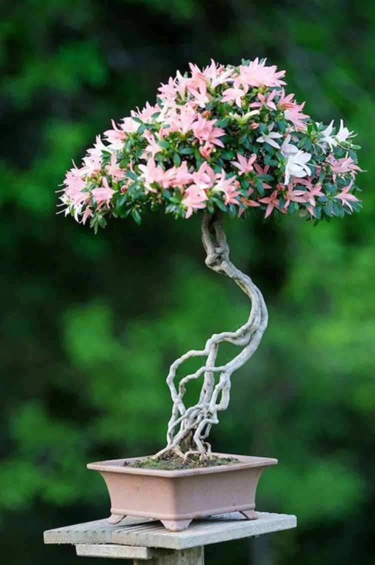 Nhung chau hoa bonsai dep ngat ngay-Hinh-13