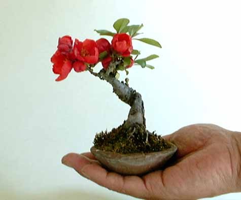 Nhung chau hoa bonsai dep ngat ngay-Hinh-14