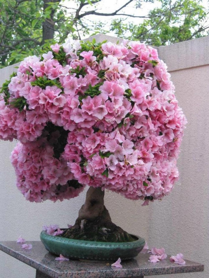 Nhung chau hoa bonsai dep ngat ngay-Hinh-15