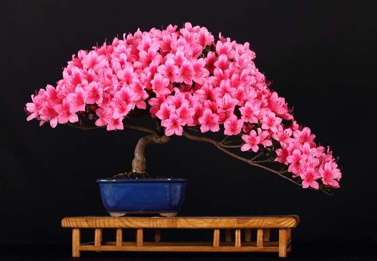 Nhung chau hoa bonsai dep ngat ngay-Hinh-2