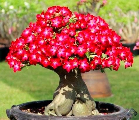 Nhung chau hoa bonsai dep ngat ngay-Hinh-3
