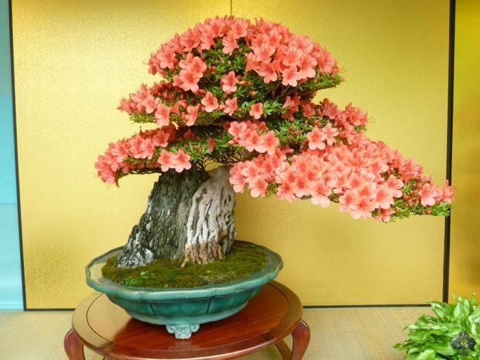 Nhung chau hoa bonsai dep ngat ngay-Hinh-4