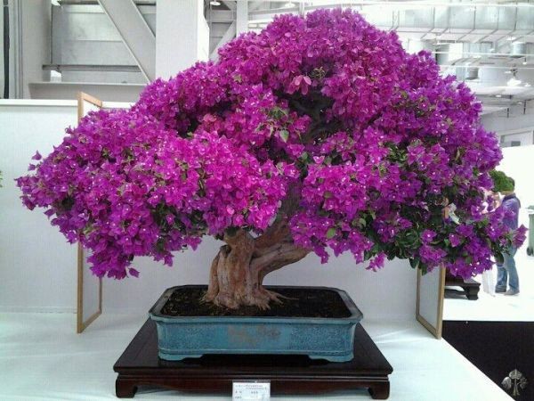 Nhung chau hoa bonsai dep ngat ngay-Hinh-5