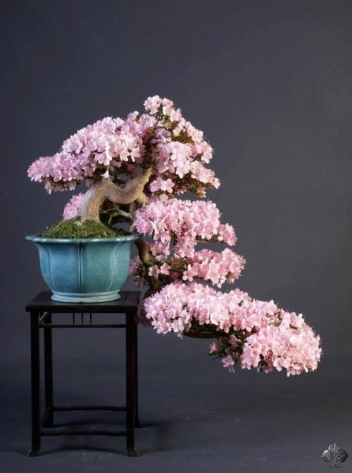 Nhung chau hoa bonsai dep ngat ngay-Hinh-8