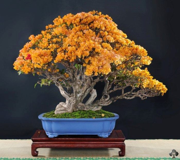 Nhung chau hoa bonsai dep ngat ngay-Hinh-9
