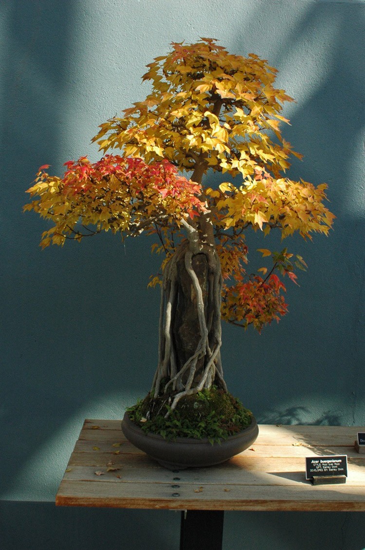 Ngam bonsai dang doc hut hon nguoi xem-Hinh-2