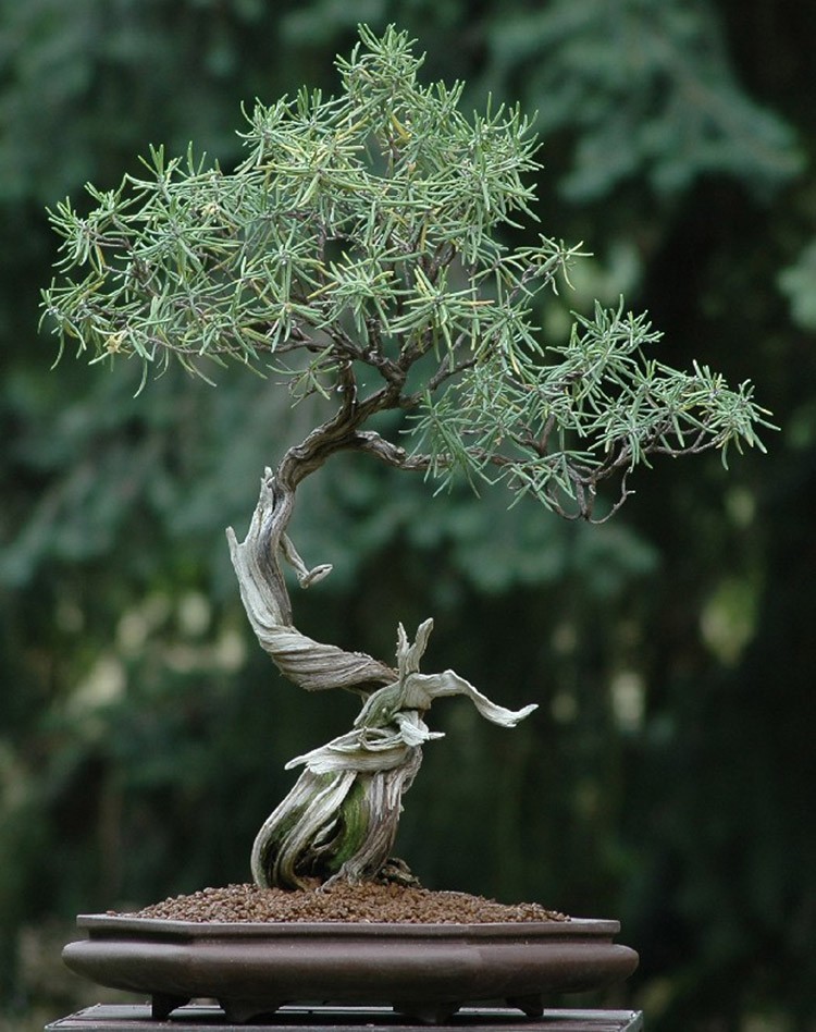 Ngam bonsai dang doc hut hon nguoi xem-Hinh-4