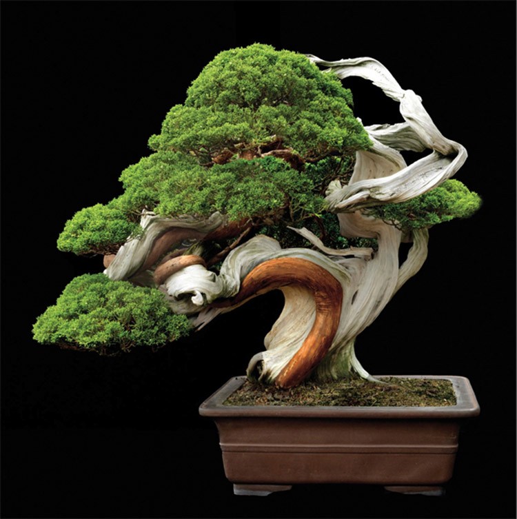 Ngam bonsai dang doc hut hon nguoi xem-Hinh-5
