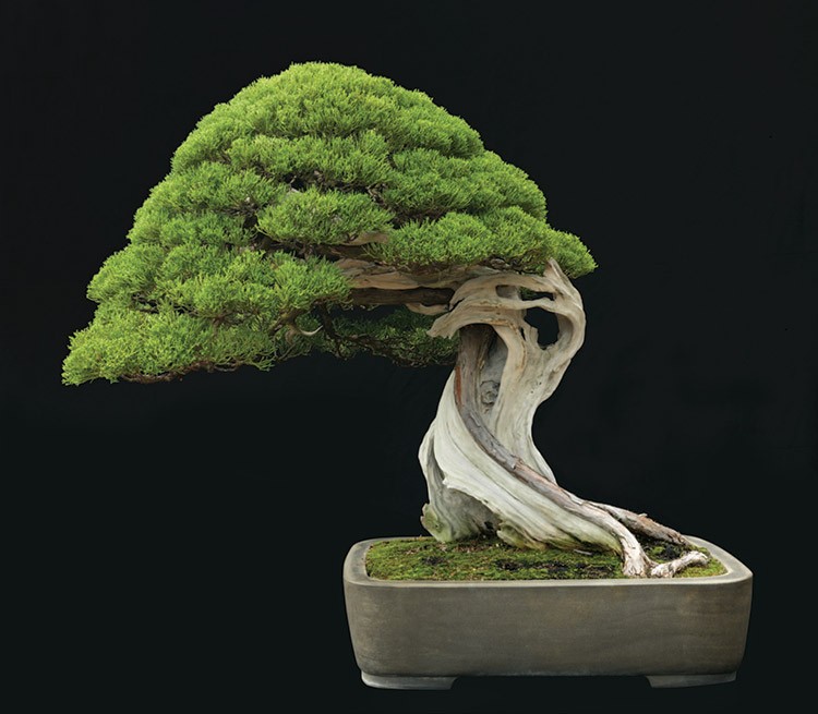 Ngam bonsai dang doc hut hon nguoi xem-Hinh-7