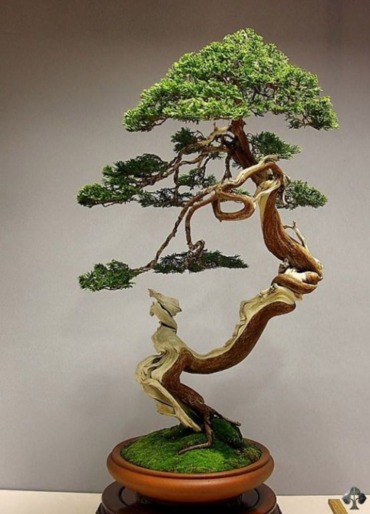 Ngam bonsai dang doc hut hon nguoi xem