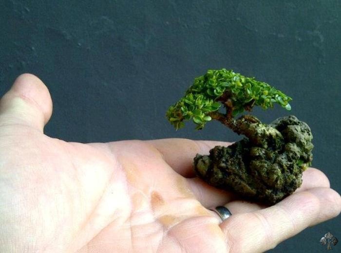 Top 10 cay bonsai nho nhat the gioi-Hinh-8