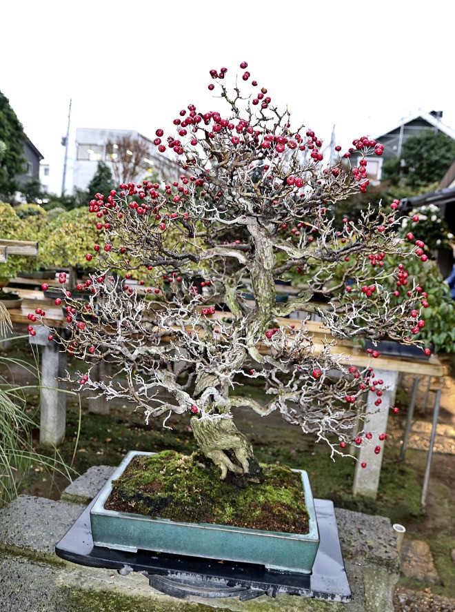 Ngam nhung tuyet tac bonsai cua nghe nhan Nhat Ban-Hinh-4