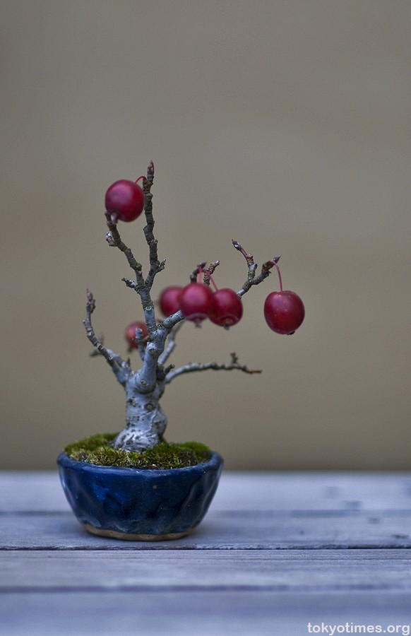 Ngam bonsai de ban la mat hut hon nguoi mua-Hinh-10