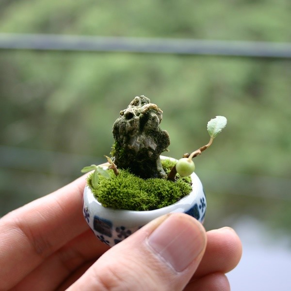 Ngam bonsai de ban la mat hut hon nguoi mua-Hinh-2