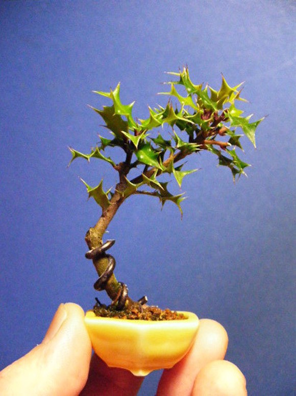 Ngam bonsai de ban la mat hut hon nguoi mua-Hinh-5