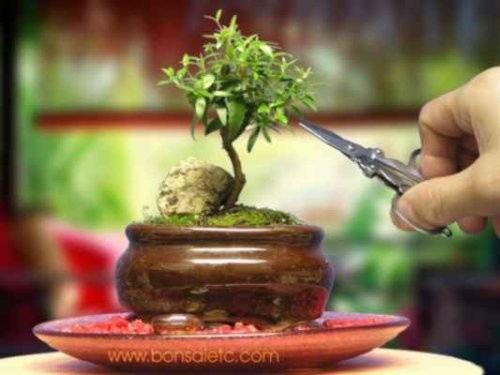 Ngam bonsai de ban la mat hut hon nguoi mua-Hinh-7