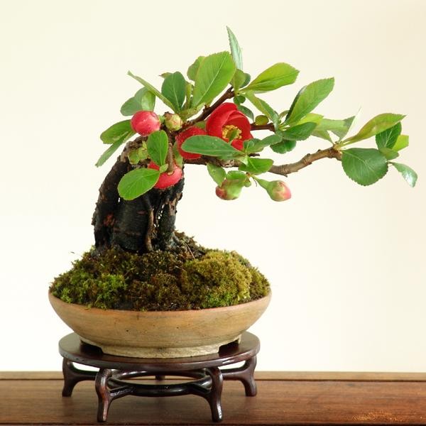 Ngam bonsai de ban la mat hut hon nguoi mua