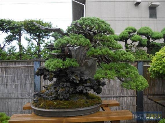 Ngam nhung tuyet tac bonsai cua nghe nhan Nhat Ban-Hinh-11