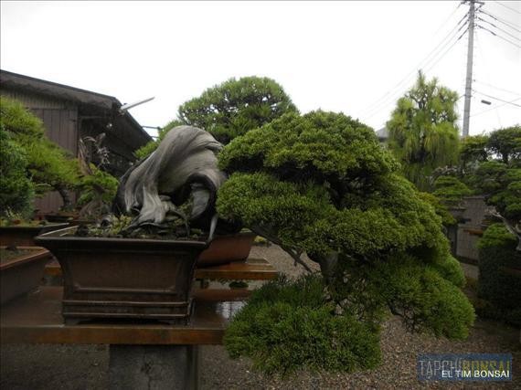 Ngam nhung tuyet tac bonsai cua nghe nhan Nhat Ban-Hinh-13