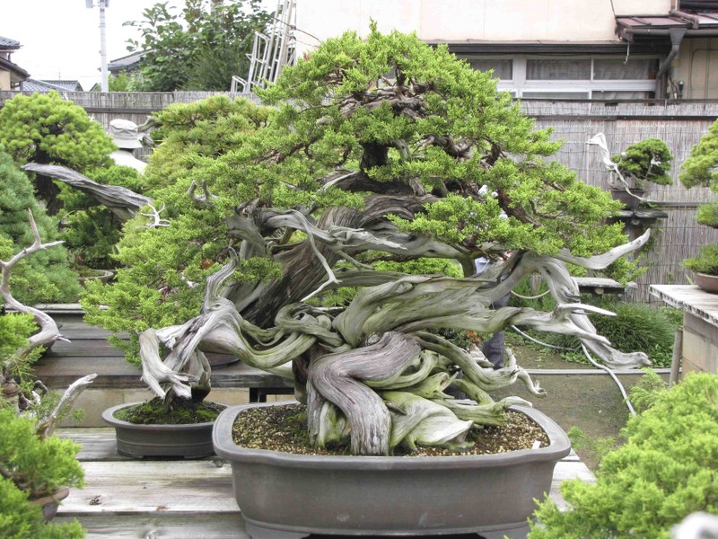 Nhung chau bonsai “khung” khien dan choi thich me-Hinh-3