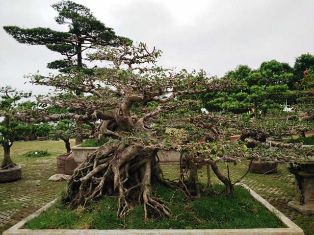 Nhung chau bonsai “khung” khien dan choi thich me-Hinh-5