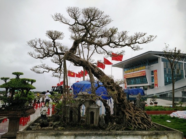 Nhung chau bonsai “khung” khien dan choi thich me-Hinh-6