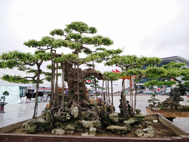 Nhung chau bonsai “khung” khien dan choi thich me-Hinh-7