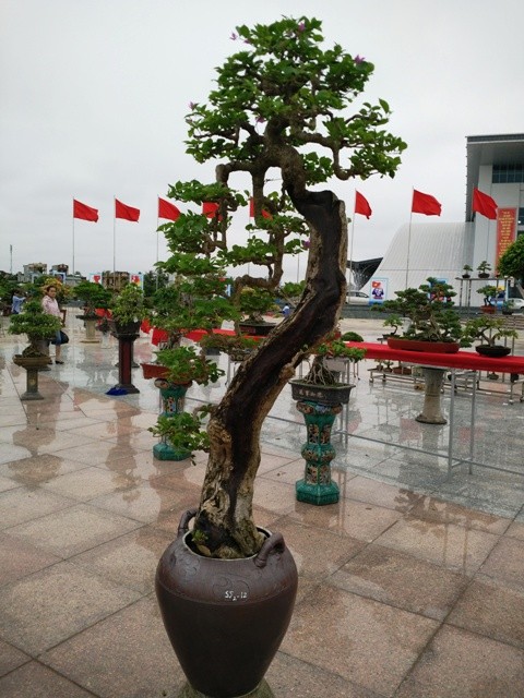 Nhung chau bonsai “khung” khien dan choi thich me-Hinh-8